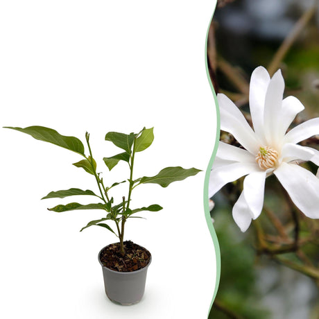 Livraison plante Magnolia stellata x1