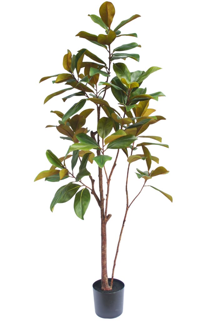 Livraison plante Magnolia Yulania - Arbre artificiel