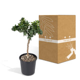 Livraison plante Mandarinier - 45 cm - Ø15 - Arbuste fruitier - Plante d'extérieur