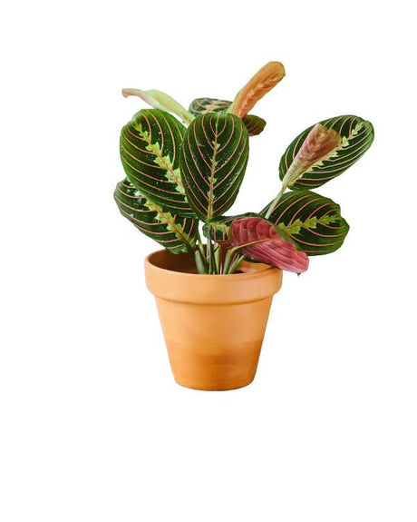 Livraison plante Maranta Fascinator