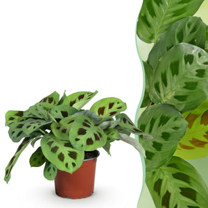 Livraison plante Maranta Fascinator Kerchoveana