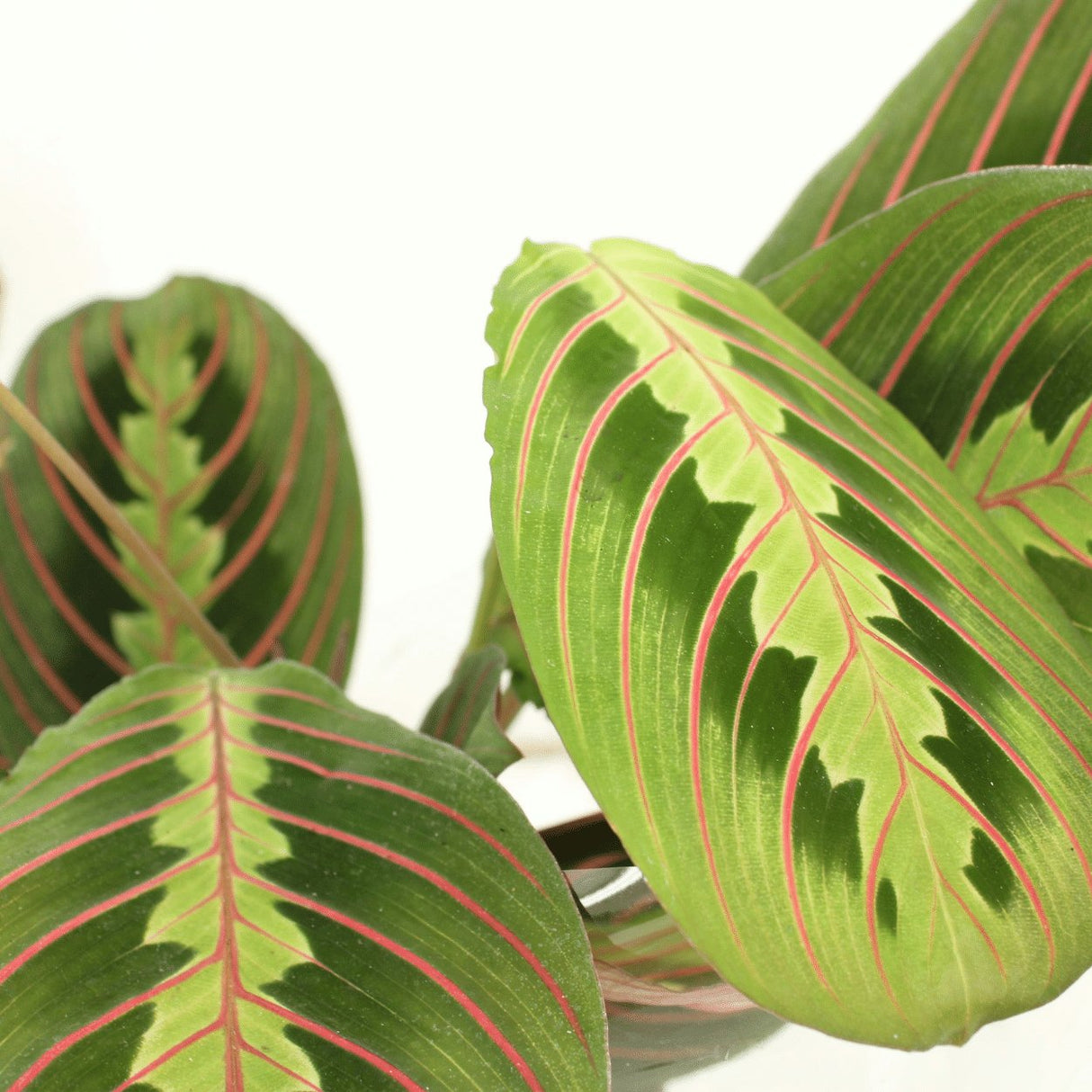 Livraison plante Maranta Fascinator - Lot de 2