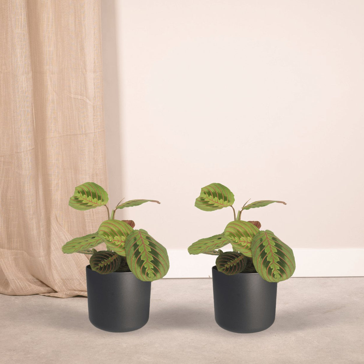 Livraison plante Maranta Fascinator - Lot de 2