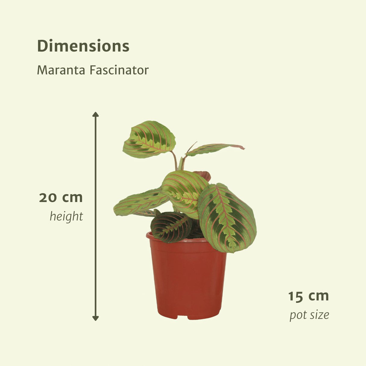 Livraison plante Maranta Fascinator - Lot de 2