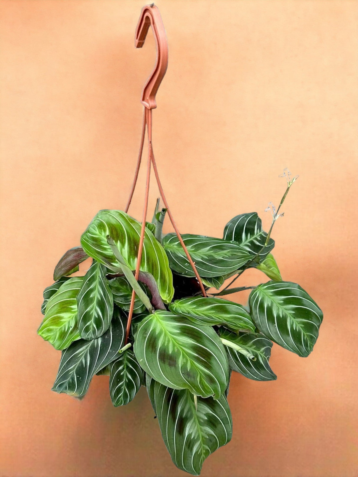 Livraison plante Maranta NoID