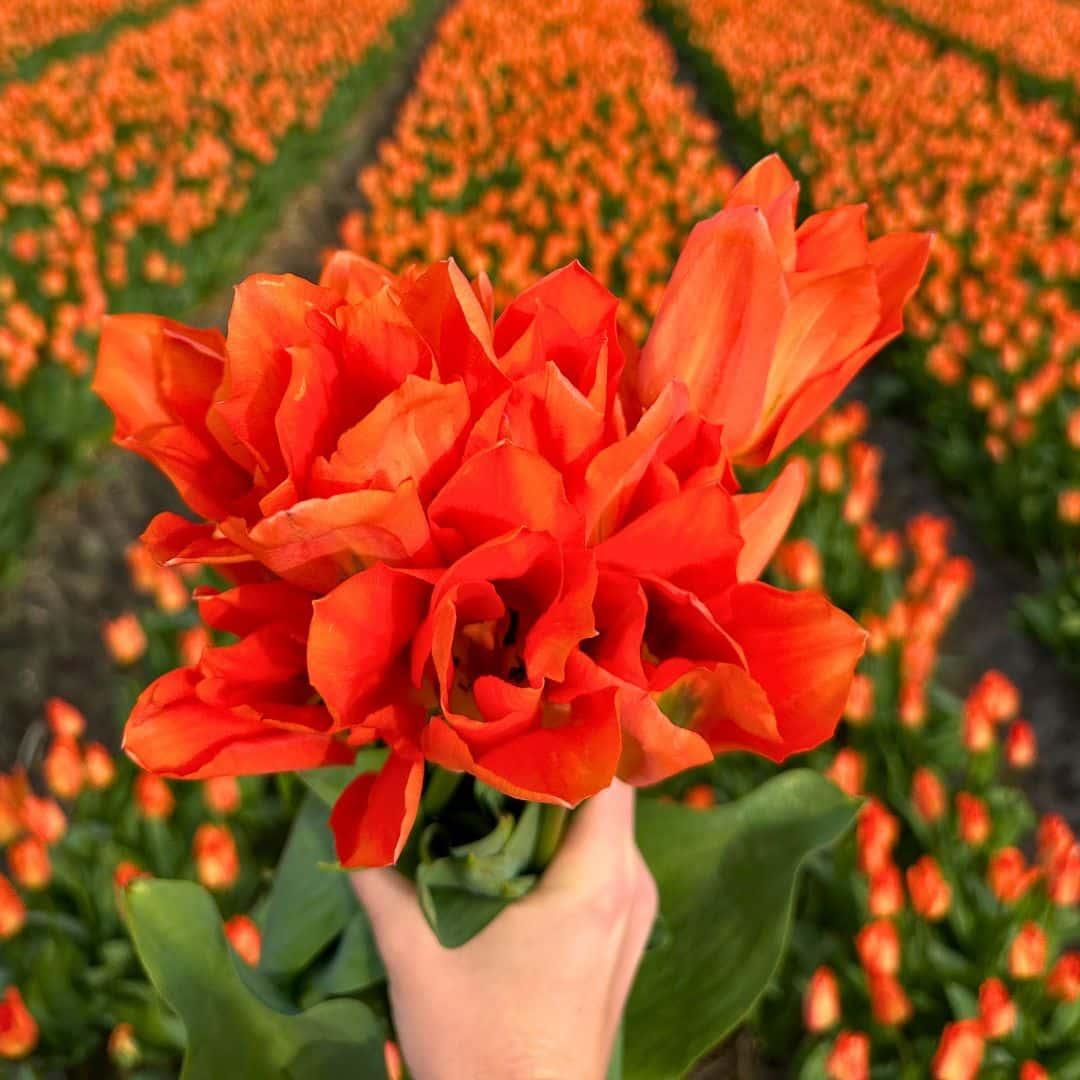 Mélange De 50 Bulbes De Tulipes De Printemps - 15 Variétés, Couleurs Variées, Rustiques, Pour Jardin, Pots Ou Balcon - 6