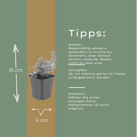 Livraison plante Menthe des chats Nepeta