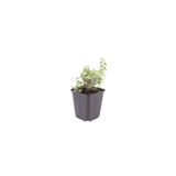 Livraison plante Menthe des chats Nepeta