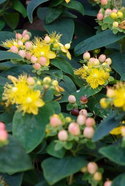 Livraison plante Millepertuis inodore 'Annebel'