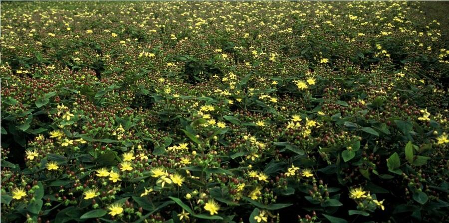 Livraison plante Millepertuis 'Rheingold'