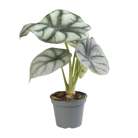 Livraison plante Mini Alocasia Black Velvet