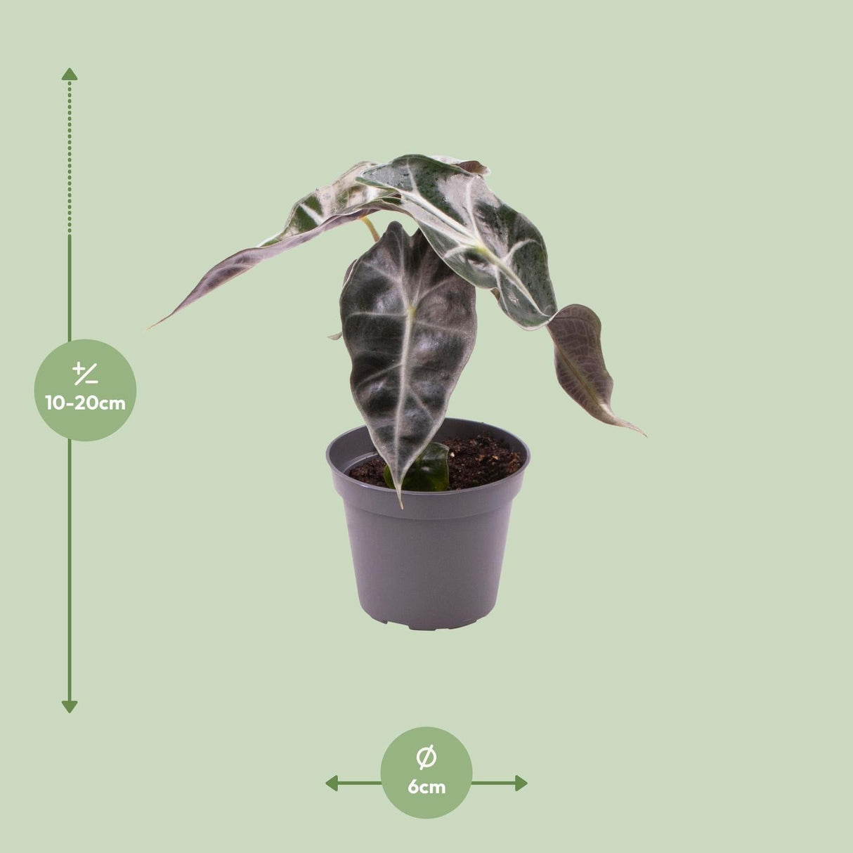 Livraison plante Mini Alocasia Curly Bambino