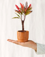 Livraison plante Mini Codiaeum Excurrens