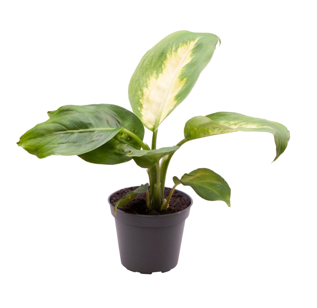 Livraison plante Mini Dieffenbachia Maculata Camilla