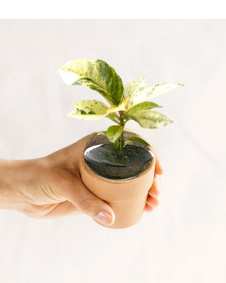 Livraison plante Mini Ficus Elastica Schrijveriana