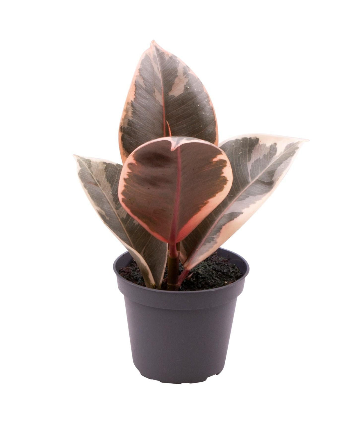 Livraison plante Mini Ficus Tineke