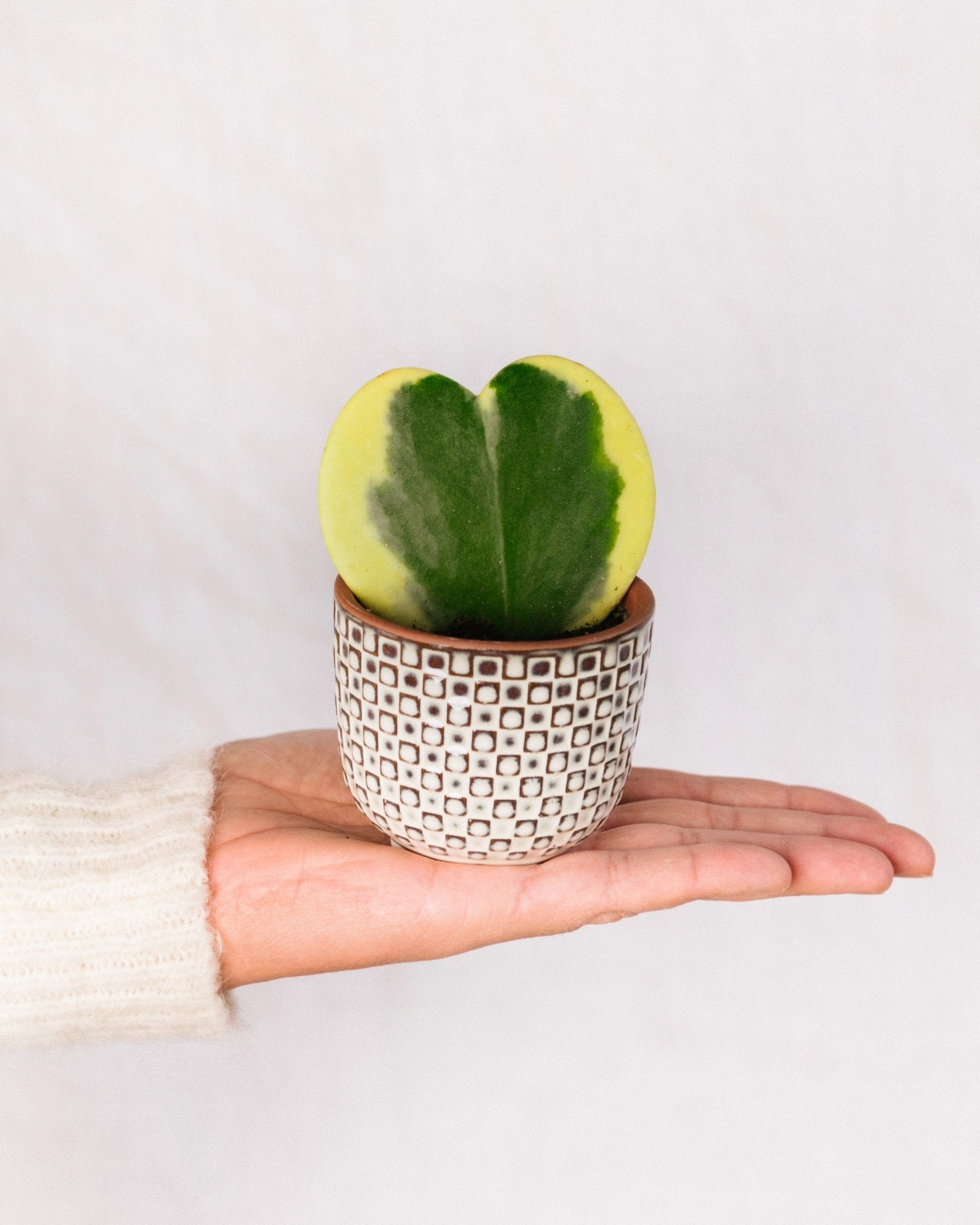 Hoya Kerii - Plante Cœur En Pot De 6 Cm - Cadeau Romantique Et Décoratif Pour Les Amoureux