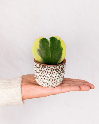 Mini Hoya coeur variegata