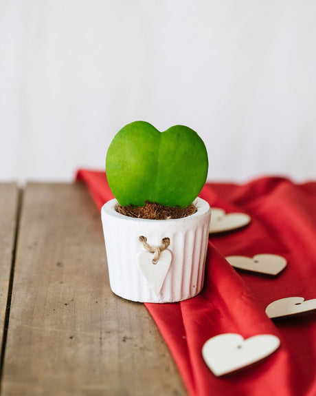 Livraison plante Mini Hoya Kerrii Coeur