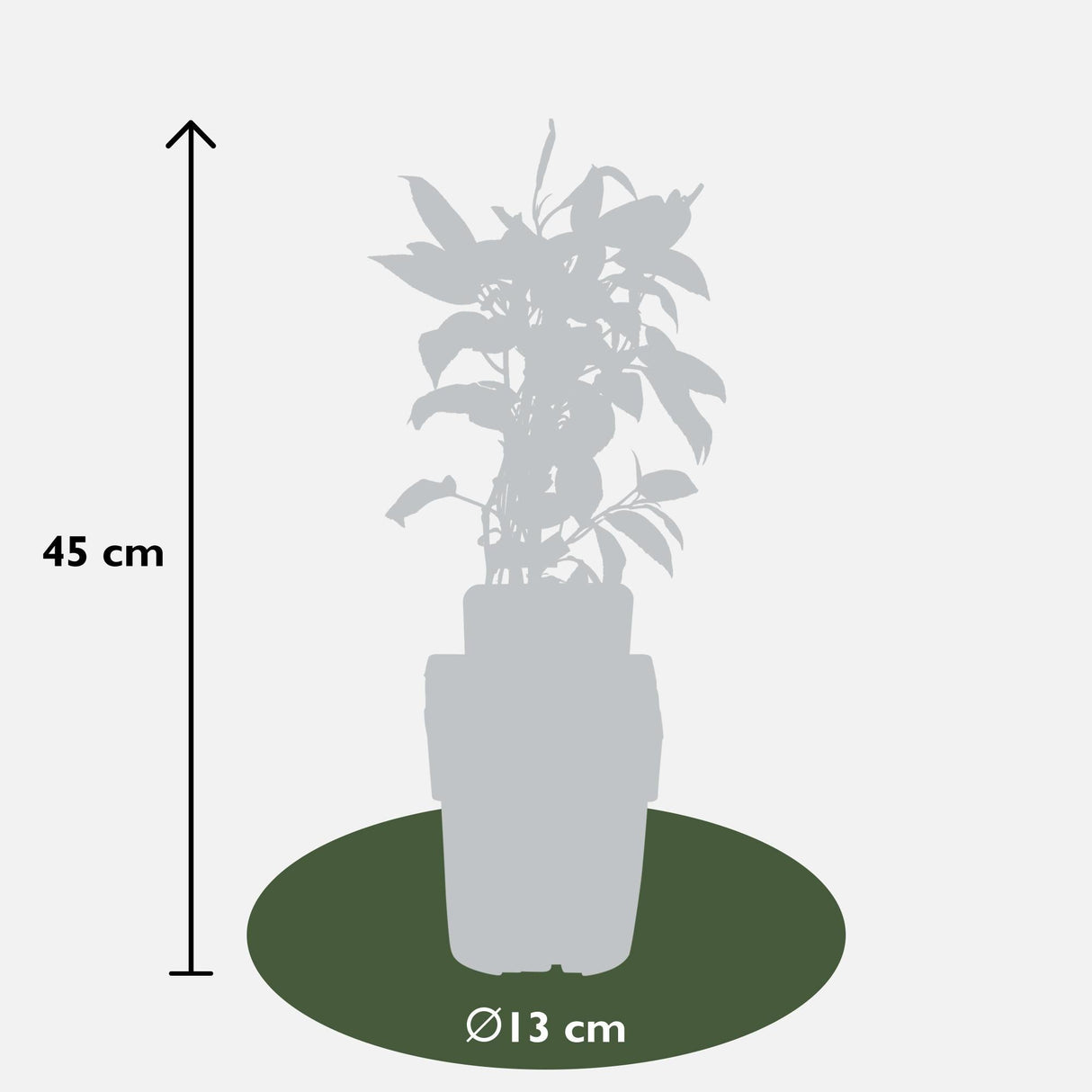 Livraison plante Mini kiwi Actinidia arguta 'issai' lot de 3 - ↨45cm - Ø13 - arbuste fruitier