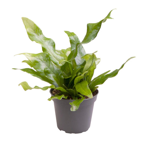 Livraison plante Mini Microsorum