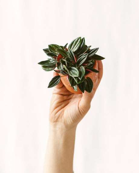 Livraison plante Mini peperomia rosso