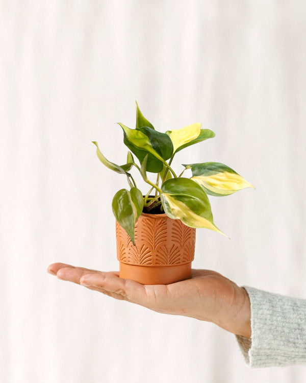 Livraison plante Mini Philodendron Scandens Brasil