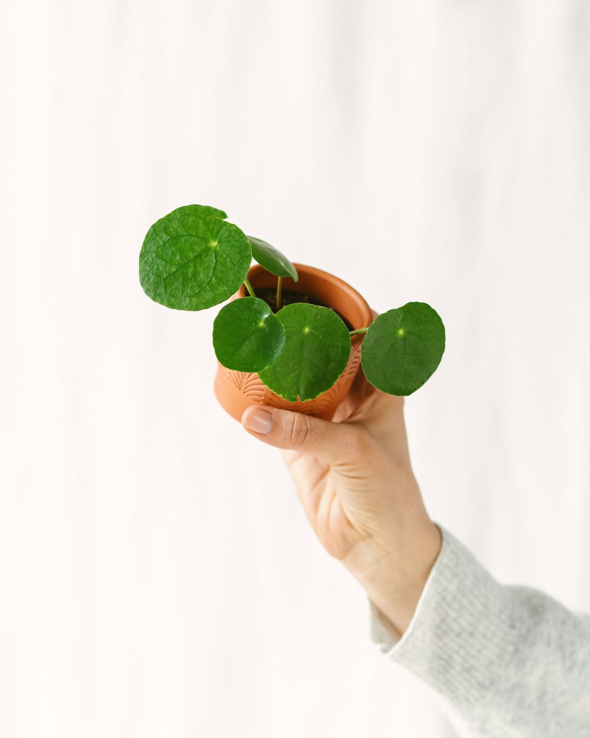 Livraison plante Mini Pilea Pepe