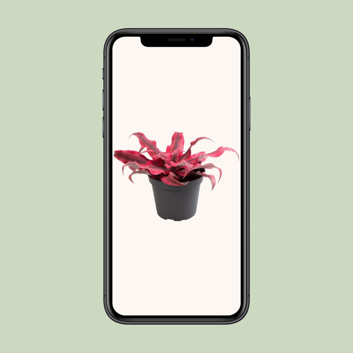 Livraison plante Mini Tillandsia Cryptanthus