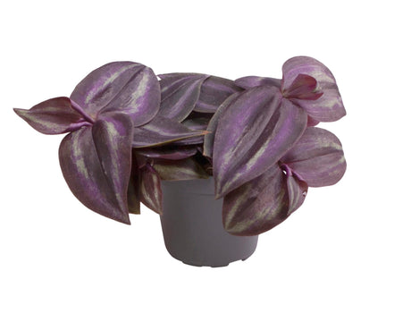 Livraison plante Mini Tradescantia Purple Joy