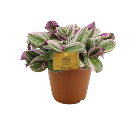 Livraison plante Misère Tradescantia Nanouk