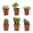 Livraison plante Mix Cactus & Succulentes