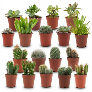 Livraison plante Mix Cactus & Succulentes