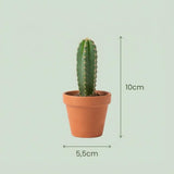 Livraison plante Mix Cactus & Succulentes