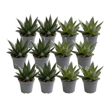 Livraison plante Mix de 12 Aloe - plantes succulentes