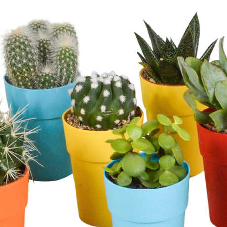 Livraison plante Mix de 15 cactus et succulentes et leurs caches - pots colorés h13cm