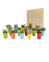 Livraison plante Mix de 15 cactus et succulentes et leurs caches - pots colorés h13cm