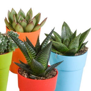 Livraison plante Mix de 15 cactus et succulentes et leurs caches - pots colorés h13cm