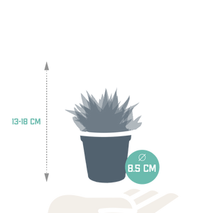 Livraison plante Mix de 3 Gasteria et Haworthia h18cm