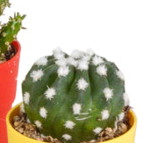 Livraison plante Mix de 5 cactus et leurs caches - pots colorés h16cm