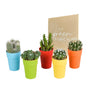 Livraison plante Mix de 5 cactus et leurs caches - pots colorés h16cm