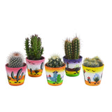 Livraison plante Mix de 5 cactus h13cm