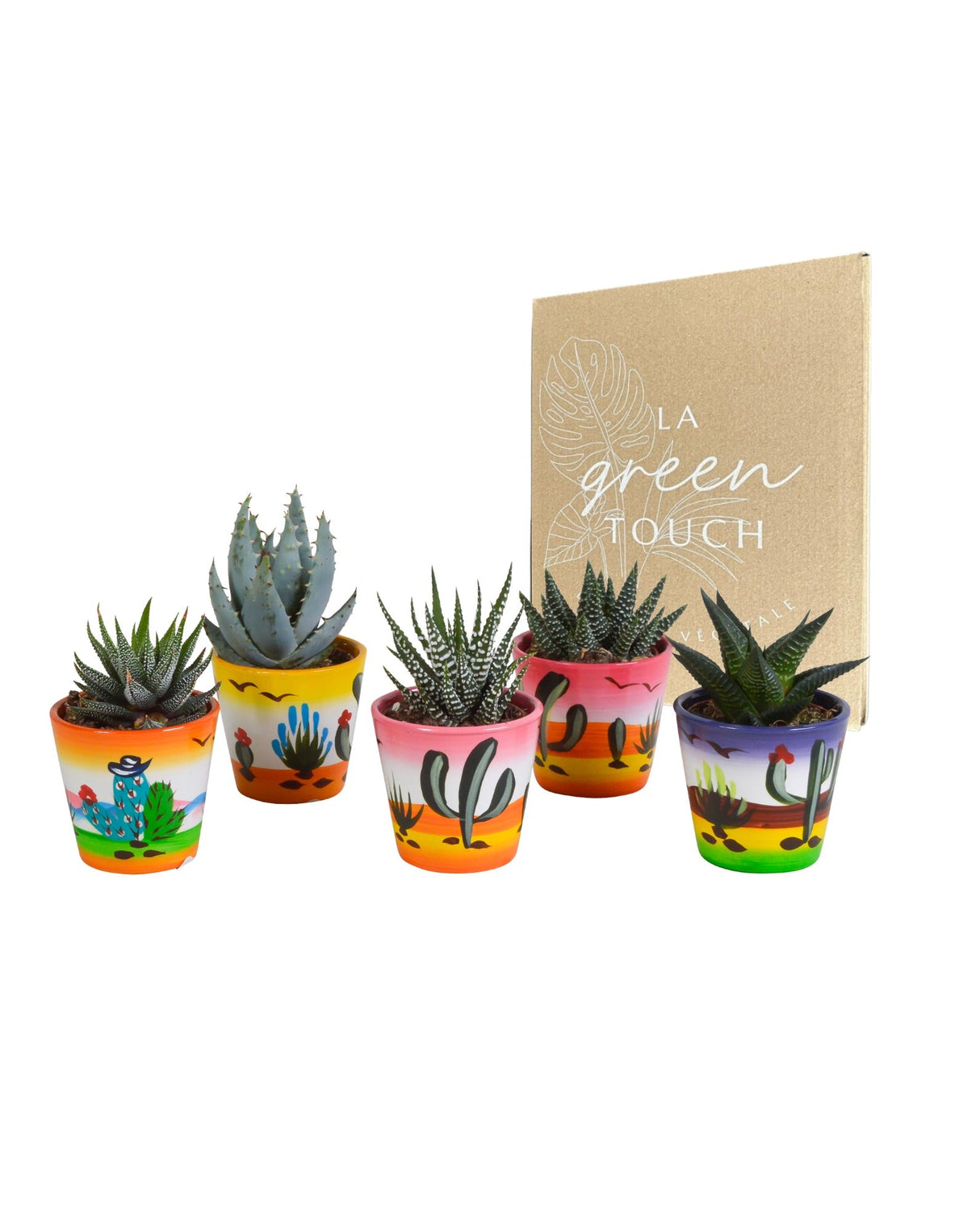 Livraison plante Mix de 5 succulentes et leurs caches - pots h13cm