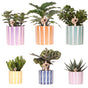 Livraison plante Mix de Plantes Vertes avec Pots Decoratifs Painted Stripe