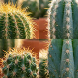 Livraison plante Mix mini Cactus
