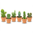 Livraison plante Mix mini Cactus - Pot terracota inclus