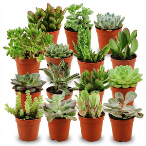 Livraison plante Mix mini Succulentes - Pot terracota inclus