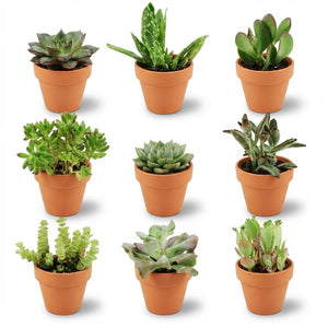 Livraison plante Mix mini Succulentes - Pot terracota inclus