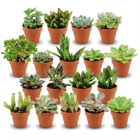 Livraison plante Mix mini Succulentes - Pot terracota inclus