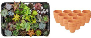 Livraison plante Mix mini Succulentes - Pot terracota inclus